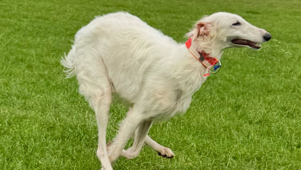 Barsoi-Hündin: Sara